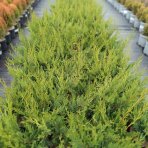 Cyprusovec leylandský (Cupressocyparis leylandii) - výška 30-50 cm, kont. C2L/C3L